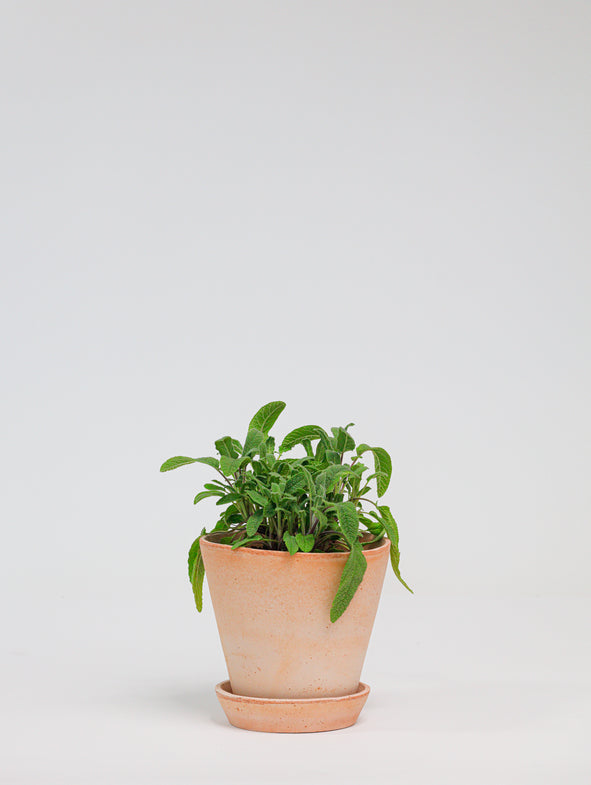 Sage in Herb pot.